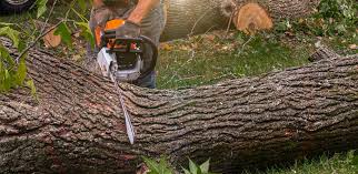 Best Tree Health Inspection  in Middleton, WI