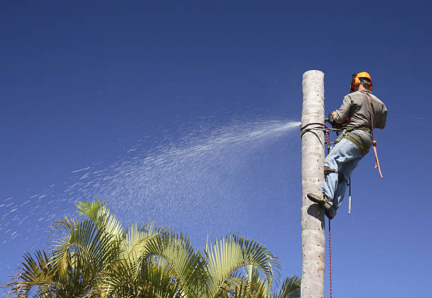 How Our Tree Care Process Works  in  Middleton, WI