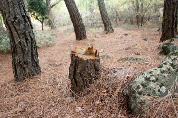 Professional Tree Care in Middleton, WI